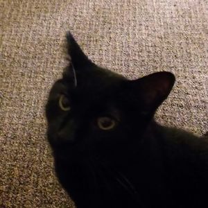 Meet your Posher, Roger